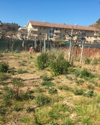 Terreno agricolo ad uso orto