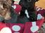 Immagine 2