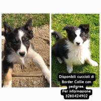 Border collie