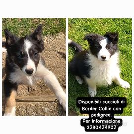 Border collie