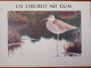 Uccelli, ornitologia. CHIURLOTTELLO