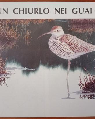 Uccelli, ornitologia. CHIURLOTTELLO