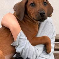 Cuccioli di razza Rhodesian Ridgeback
