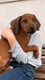 Cuccioli di razza Rhodesian Ridgeback