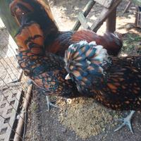 Avicoli ornamentali riproduttori