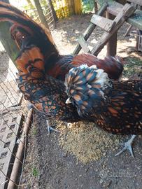 Avicoli ornamentali riproduttori