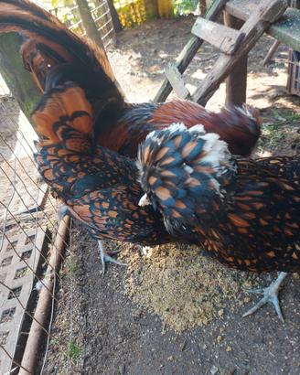 Avicoli ornamentali riproduttori