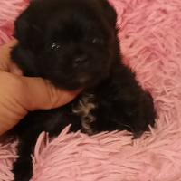 Spitz pomerania nano