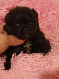 Spitz pomerania nano