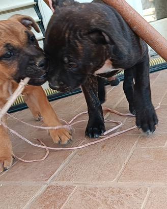 cuccioli Staffordshire bull terrier 