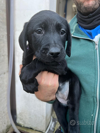 Cuccioli di Labrador Retriever