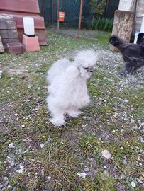 Gallo moroseta grigio perla