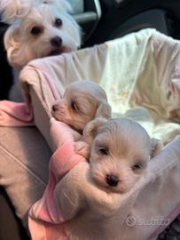 Cuccioli di maltese