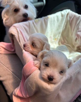 Cuccioli di maltese