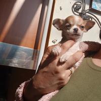 Mini chihuahua toy maschi