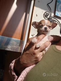 Mini chihuahua toy maschi