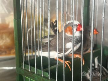 Diamante mandarino 2025