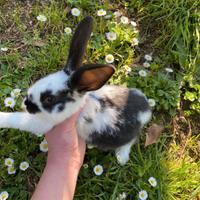 Conigli razza papillon