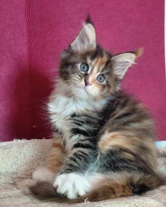 Cuccioli maine coon