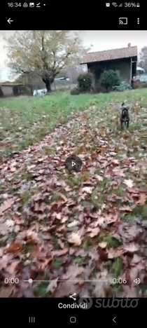 Terreno agricolo recintato con casetta in muratura