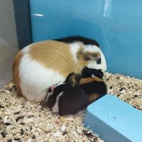 Porcellini d'india baby