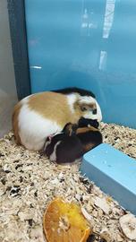 Porcellini d'india baby