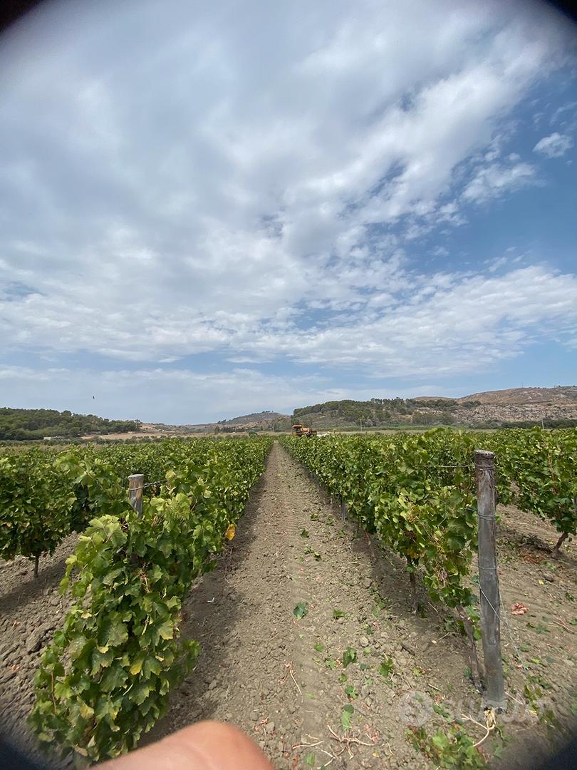 Terreno agricolo con impianto - Vista 2
