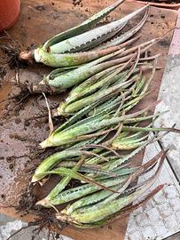 10 piante di Aloe con radice