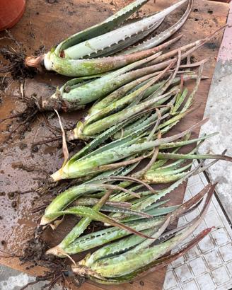 10 piante di Aloe con radice