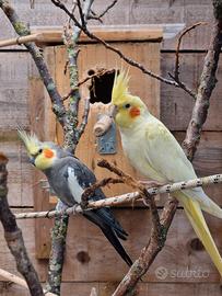 Pappagalli Calopsite