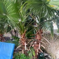 Palme Washington