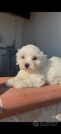 Maltese