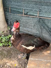 Anatra muta maschio
