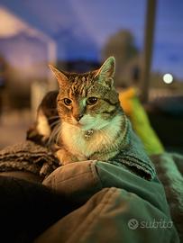 Gatta 11 anni per adozione - Roma Centro