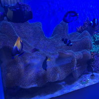 Vendo corallo Sarcophyton