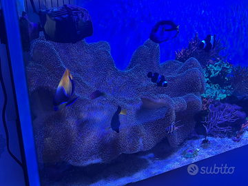 Vendo corallo Sarcophyton