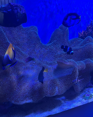 Vendo corallo Sarcophyton