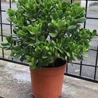 Crassula Ovata in vaso
