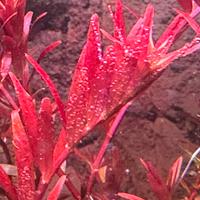 Pianta acquario Rotala blood red