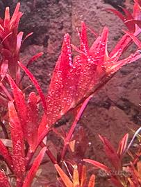 Pianta acquario Rotala blood red