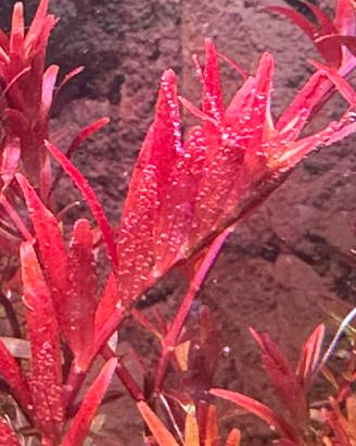 Pianta acquario Rotala blood red