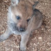 Cuccioli di Cane Lupo Cecoslovacco