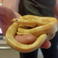 Serpente del grano e geco leopardino