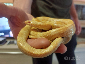 Serpente del grano e geco leopardino