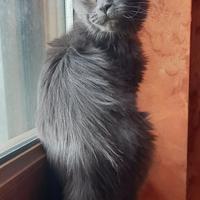 Maine coon