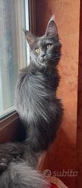 Maine coon