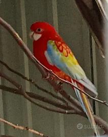 Blocco di 3 pyrrhura ed 1 rosella