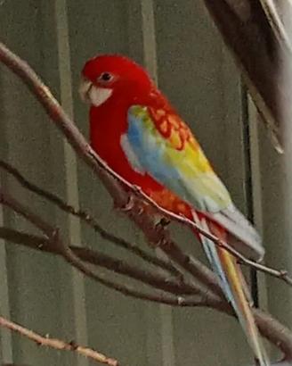 Blocco di 3 pyrrhura ed 1 rosella