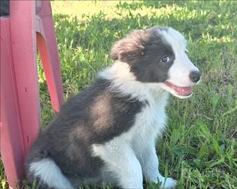 Border collie
