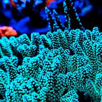 Acquario marino coralli